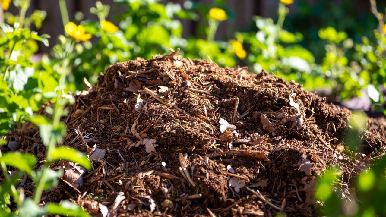 Mature traditional compost heap in a garden showing decomposed organic matter