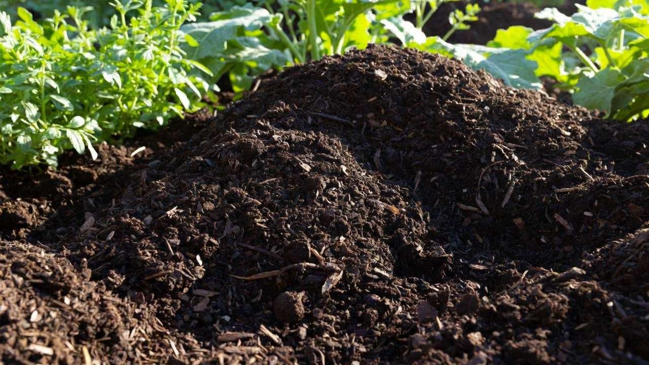 Close-up of high-quality finished compost in a thriving garden bed