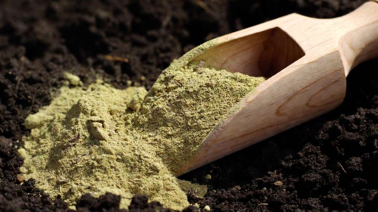 Close-up of organic kelp meal powder on garden soil, natural seaweed amendment for plants and trees