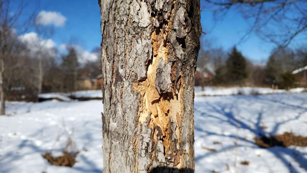 Close-up of sunscald damage on young maple tree trunk showing cracked bark from winter sun exposure