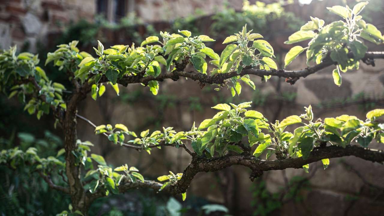 Classic espalier apple tree trained flat against a garden wall