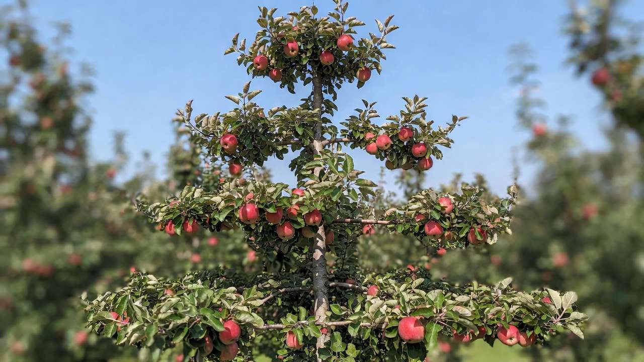 Mature apple tree pruned in vertical leader or central leader style showing conical shape