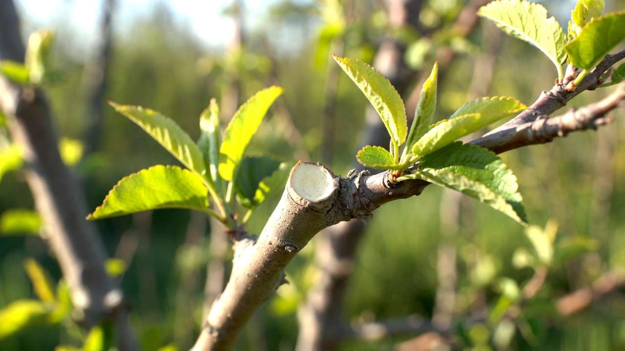 Close-up of proper heading cut on fruit tree branch just above outward-facing bud