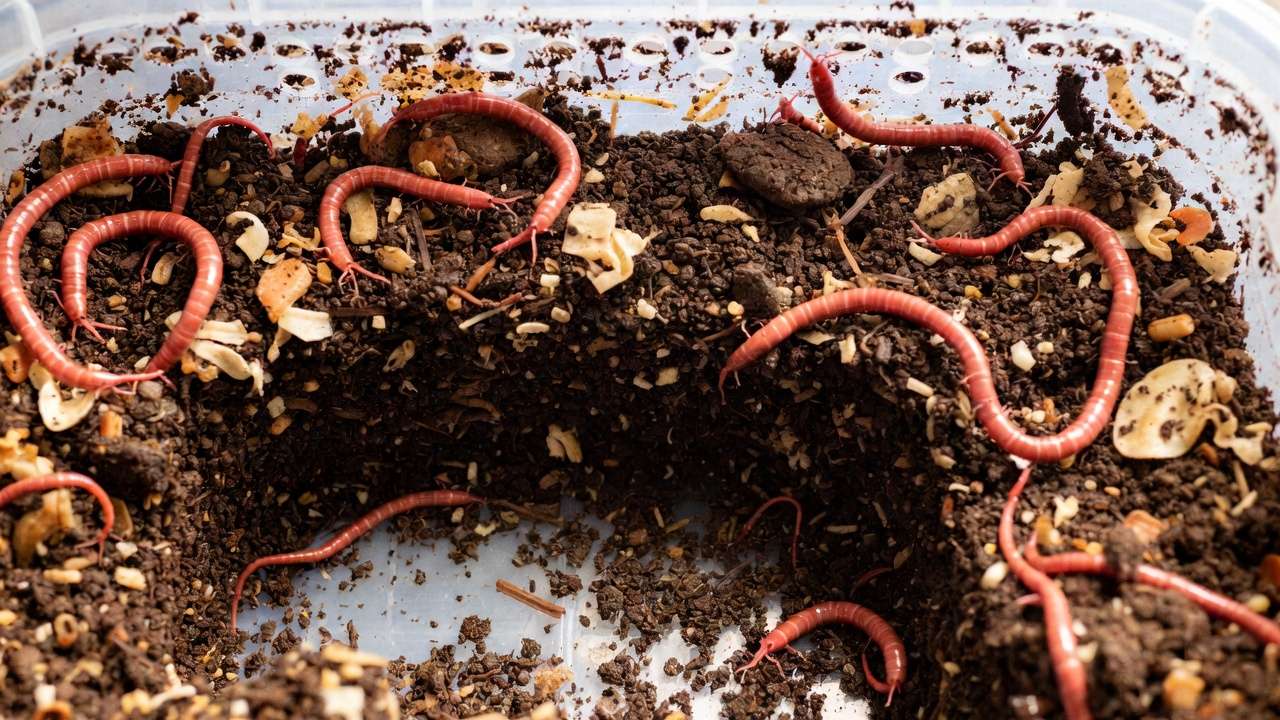 Healthy odor-free worm bin with active red wiggler worms in rich earthy bedding for vermicomposting