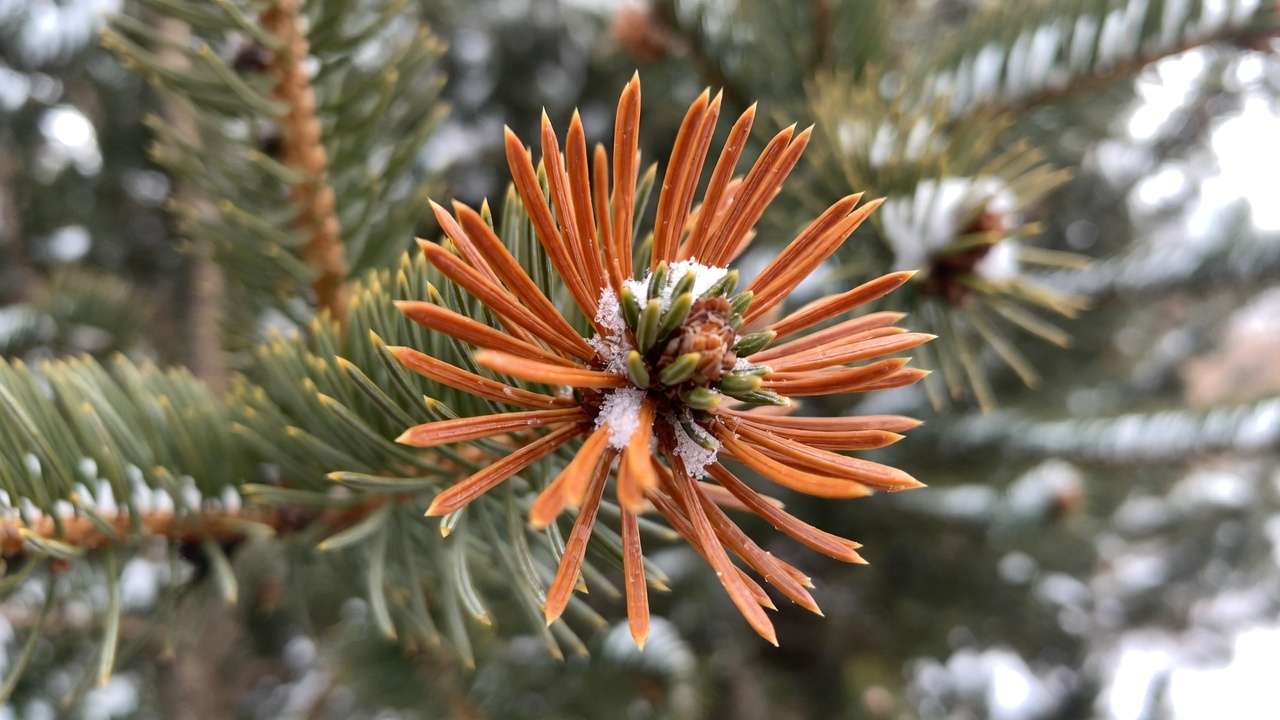 Winter burn desiccation on evergreen needles brown tips from frost and wind damage