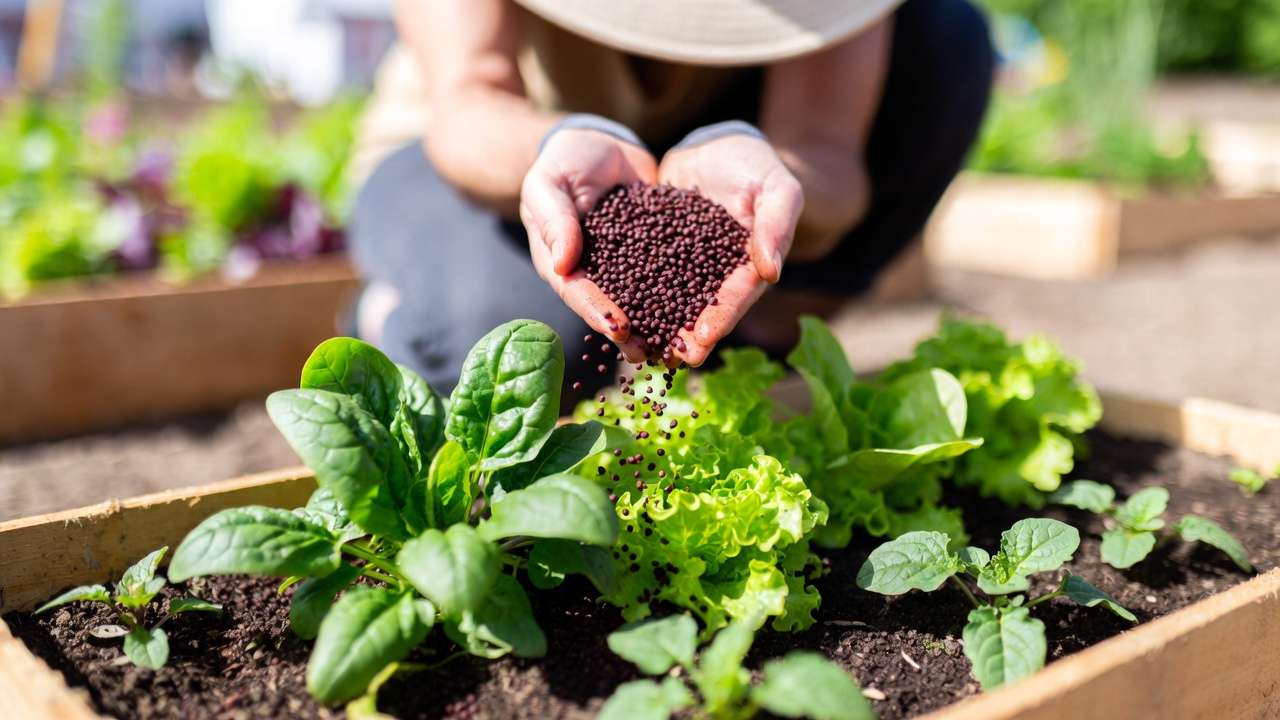 When and Why to Choose Blood Meal