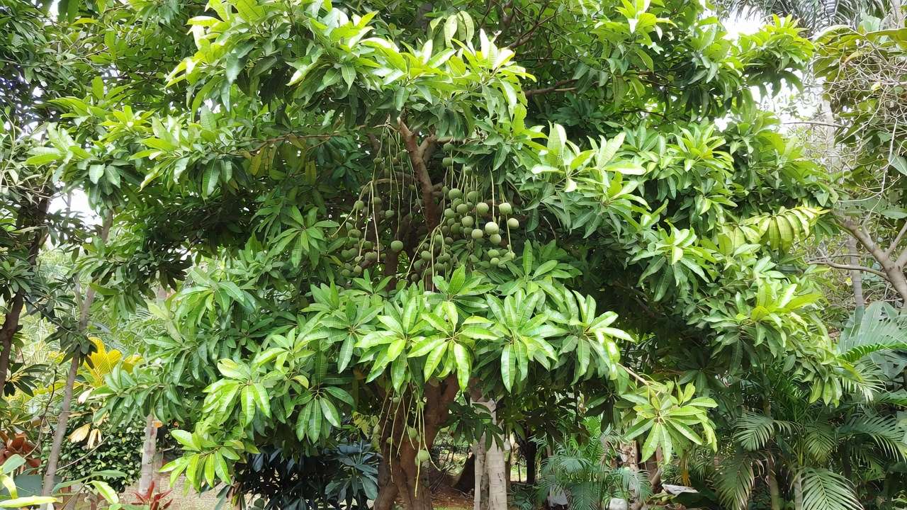 Healthy fruit tree one year after crown thinning showing improved vigor and fruit production