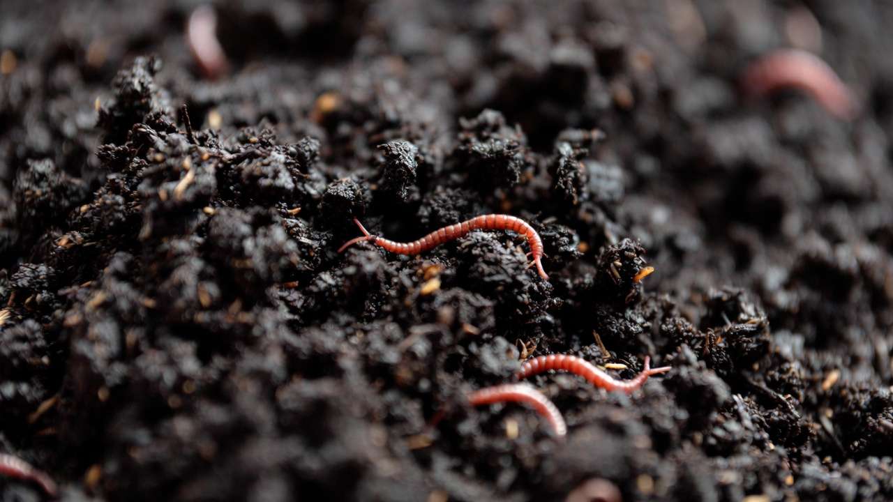 Close-up of high-quality vermicompost worm castings ready for plant use