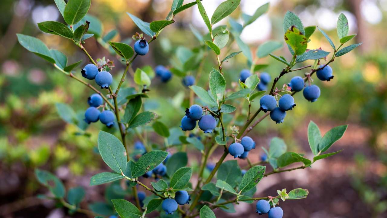 Healthy blueberry bush thriving in soil amended with coffee grounds