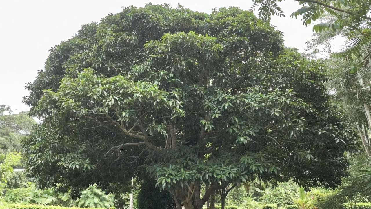 Dense unthinned mango tree canopy showing poor airflow and trapped humidity