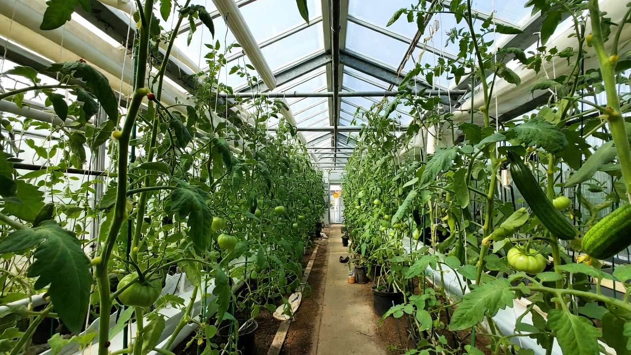 Healthy greenhouse plants with beneficial ladybugs and predatory mites for natural pest control