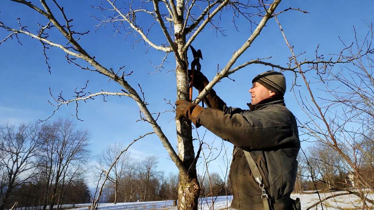 rborist pruning leafless tree in late winter for optimal health and structure