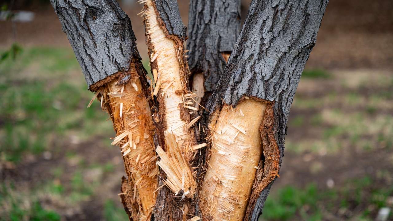 Close-up of tree trunk damaged by string trimmer and mower scars showing bark wounds from lawn equipment