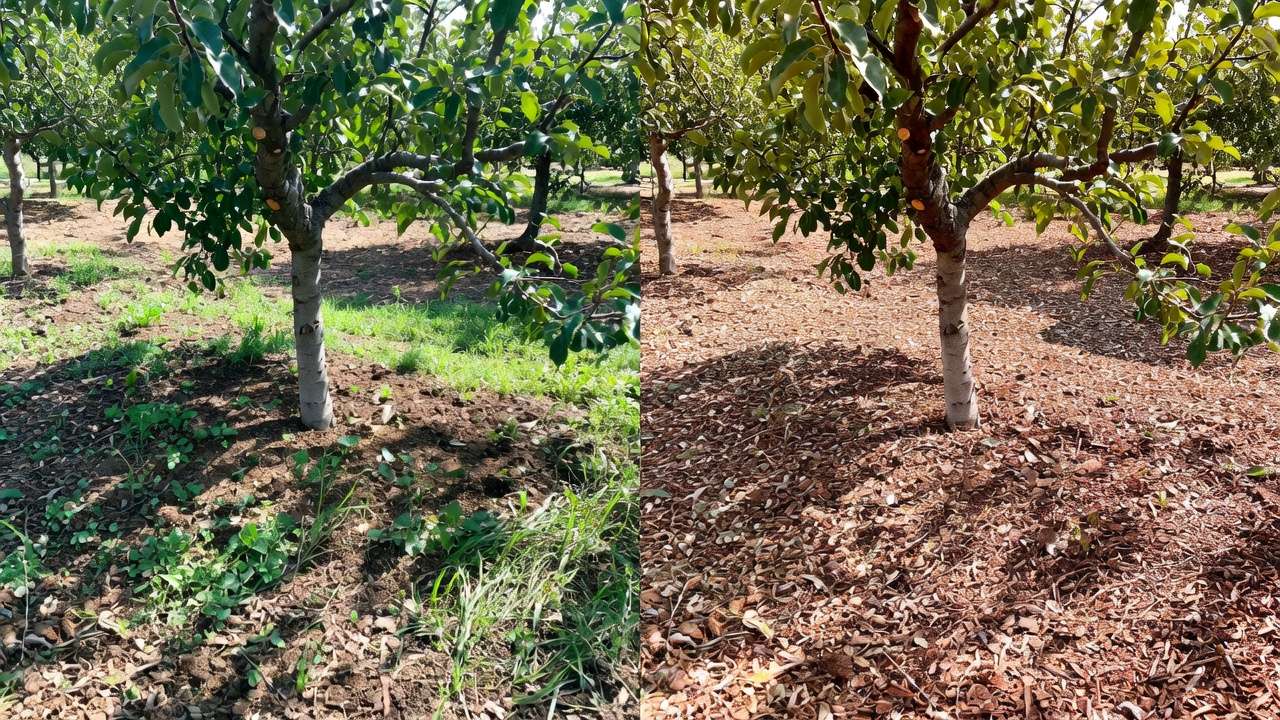 : Before and after mulching comparison: weedy bare soil vs weed-free wood chip mulch around fruit tree for better growth