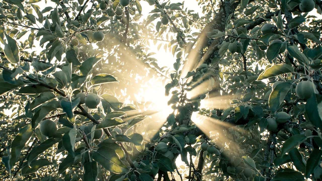 Why Proper Pruning Dramatically Increases Fruit Yi