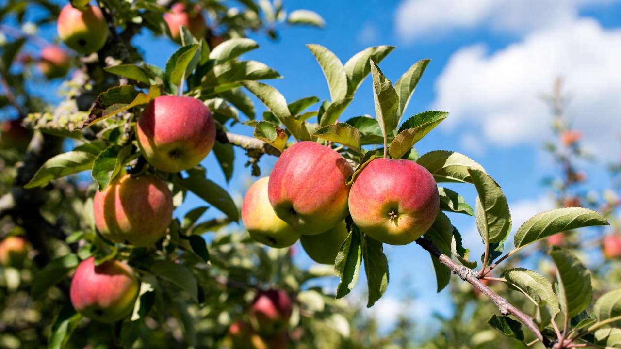 Pruned apple tree branch showing large juicy fruits and excellent light exposure for enhanced size