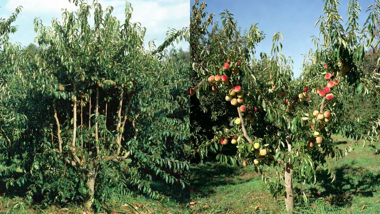 Before and after summer pruning peach tree comparison showing open canopy and better light