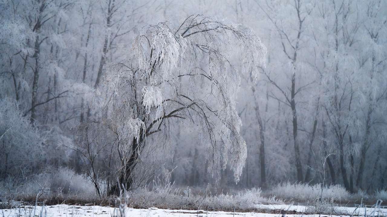 Dormant winter tree in snow, representing minimal sap flow during seasonal changes in trees.