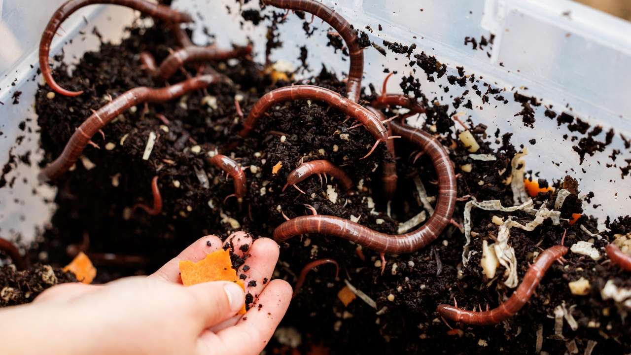 Close-up of red wiggler worms in a kid-friendly vermicompost bin with vegetable scraps, perfect for teaching children about decomposition.