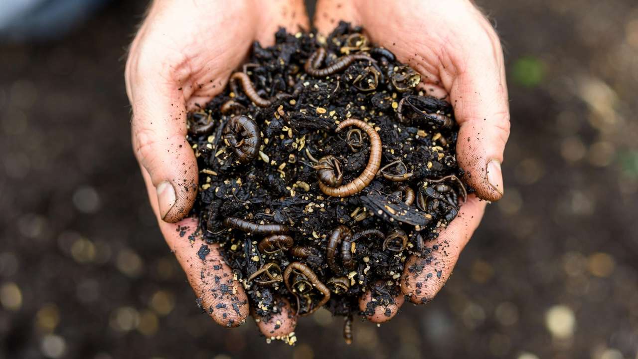 Close-up of nutrient-rich worm castings held over healthy garden soil