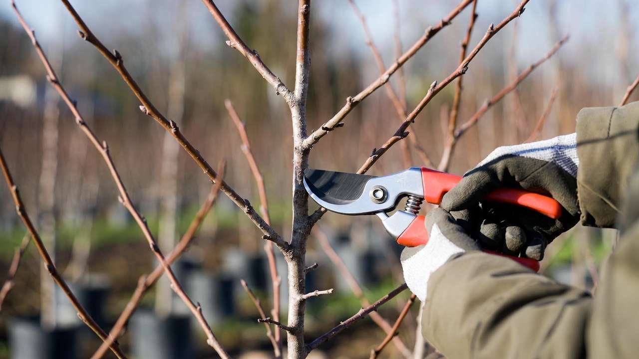 Pruning a young fruit tree in dormant season with sharp bypass pruners