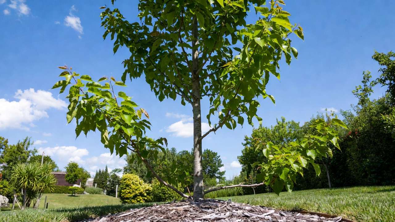 Young tree with temporary low branches kept for trunk taper and protection during early structural training
