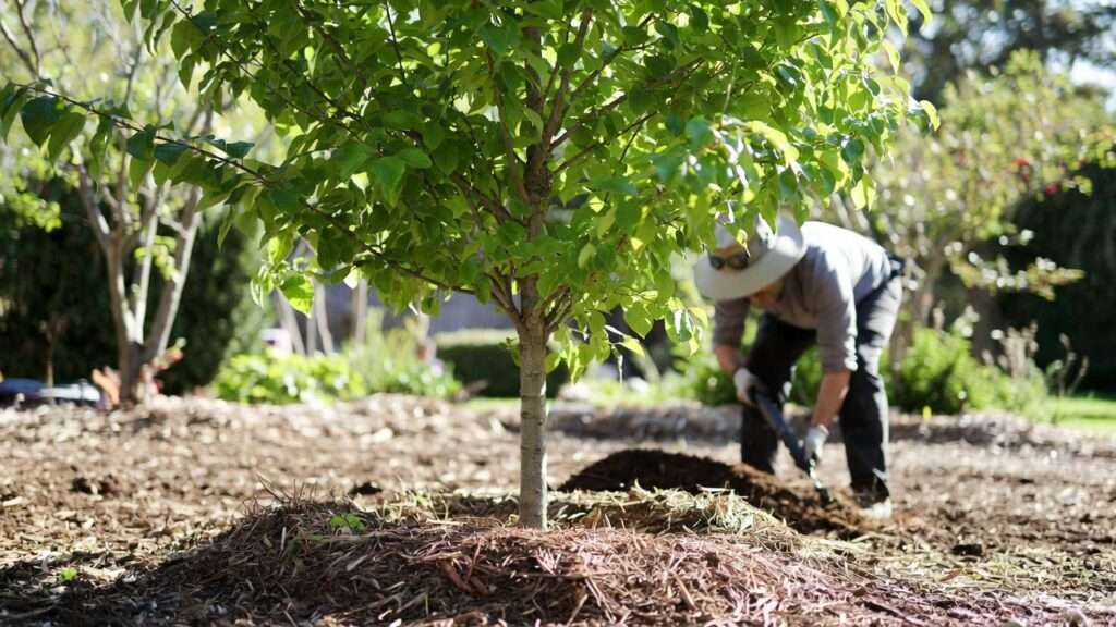 addressing soil compaction around trees