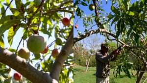 anthracnose disease in fruit trees