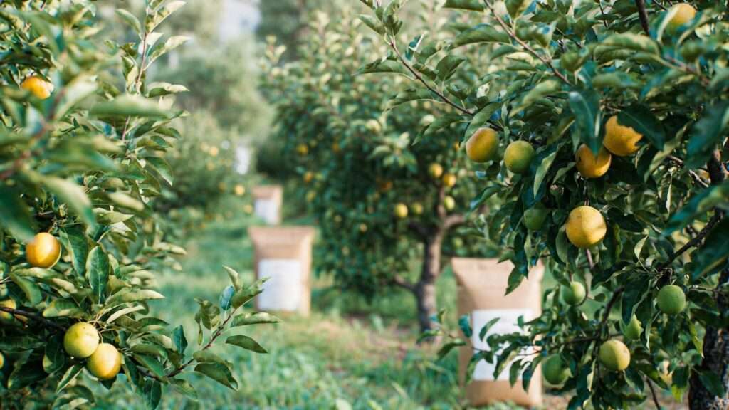 balanced fertilizer options for fruit trees