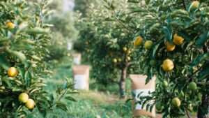 balanced fertilizer options for fruit trees