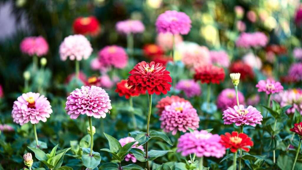benary giant zinnia plants