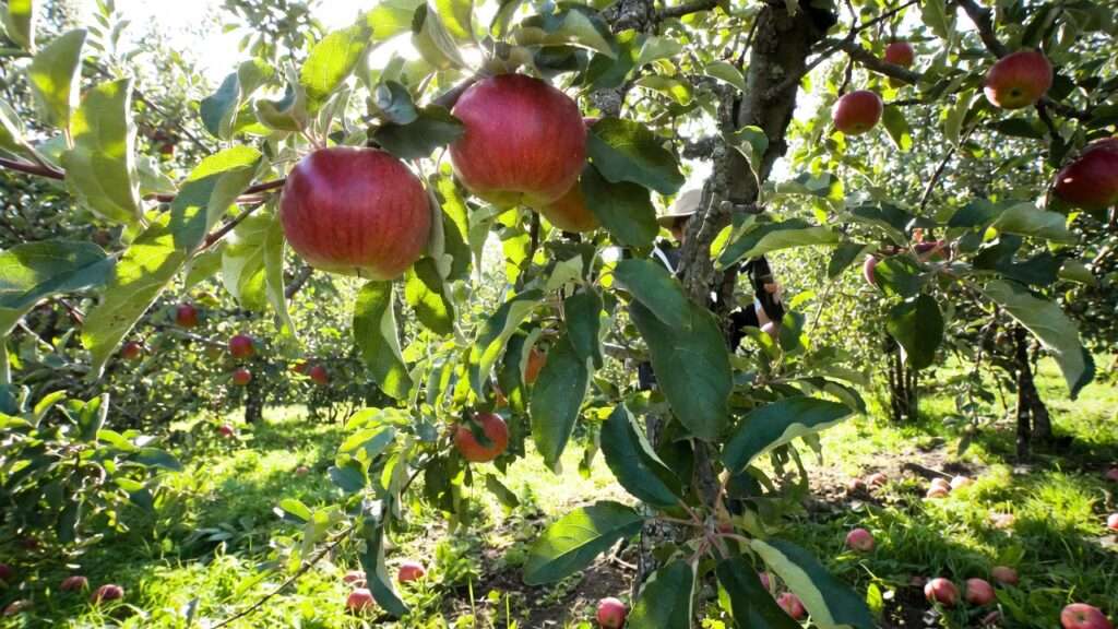 best way to prune apple trees