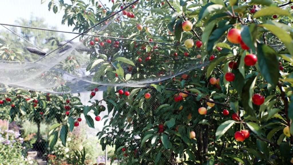 bird netting for fruit trees
