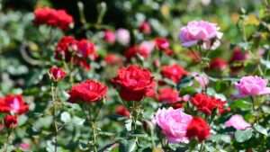 black spot disease on roses