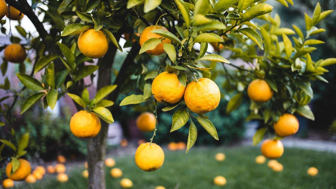 Young trained citrus tree with heavy load of ripe oranges showing results of proper early structure training