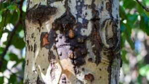 cankers on tree bark: causes and cures