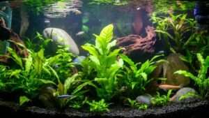 cardinal plant aquarium