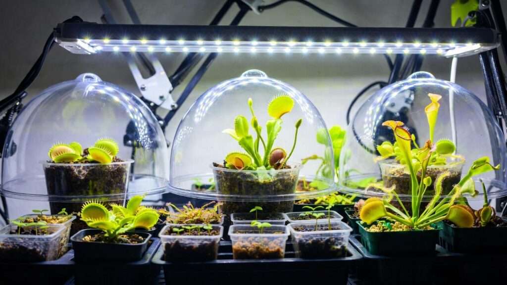 carnivorous plant seeds