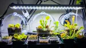 carnivorous plant seeds