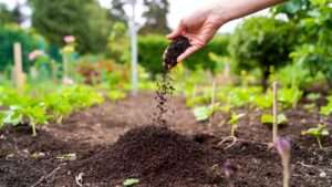 coffee grounds as soil amendment