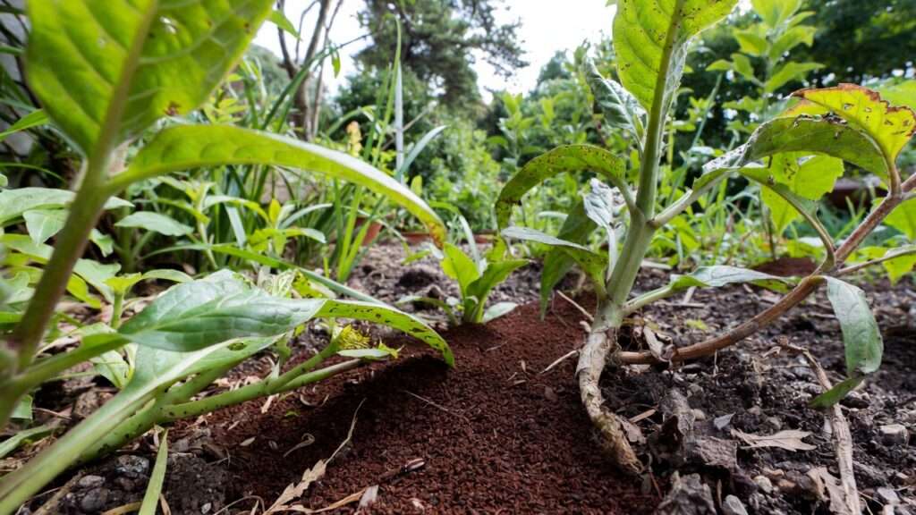 coffee grounds for pest deterrence