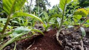 coffee grounds for pest deterrence