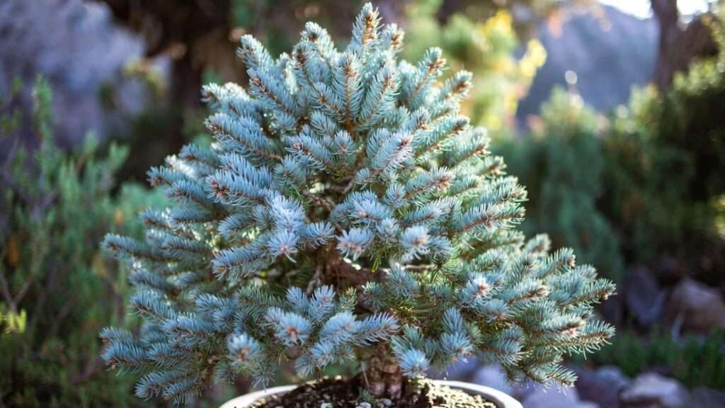 colorado blue spruce bonsai tree