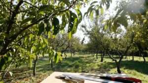 common fruit tree pests and pruning solutions