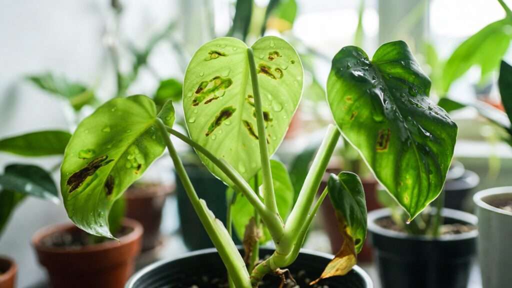 common houseplant bacterial issues