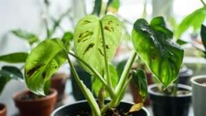 common houseplant bacterial issues