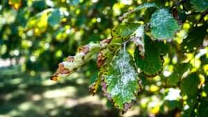 common summer tree diseases