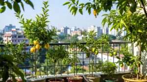 compact fruit trees for city gardens