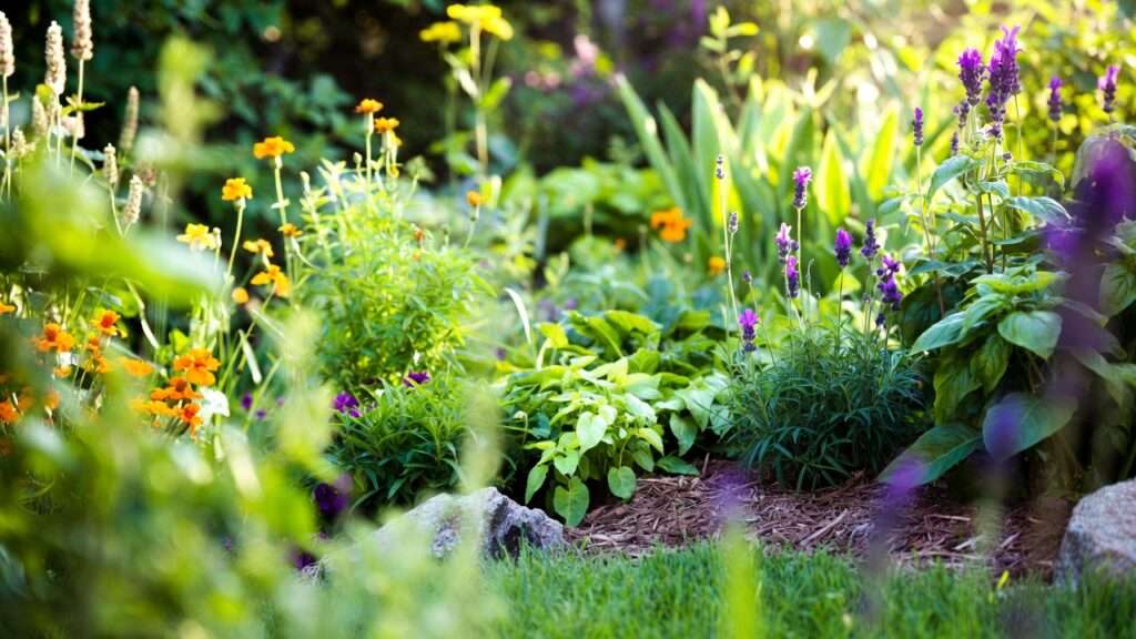 controlling mosquito populations naturally