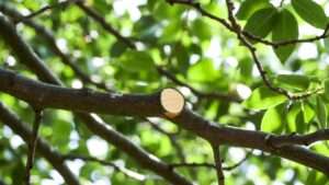 correct angle for pruning cuts